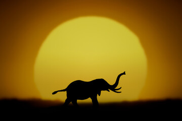 Sunset and elephant in silhouette
