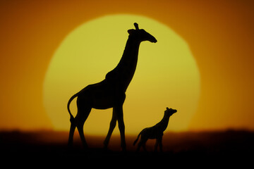 Fototapeta na wymiar Sunset and giraffes in silhouette