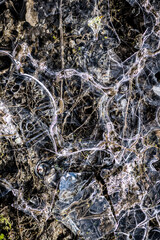 Ice Structures in a Frozen Puddle