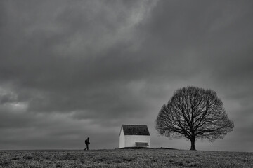 tree in the storm