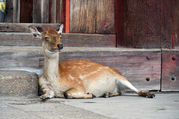 Funny deer, Nara, Japan