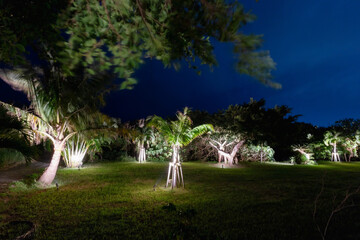 Fototapeta premium 石垣島の夜景