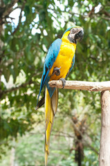 Parrot Macaw, Amazon Jungle, Peru, Ecuador