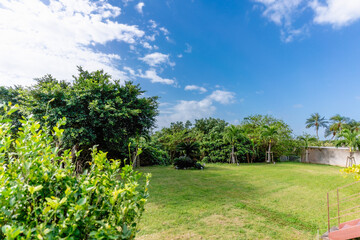 石垣島の青空と植物