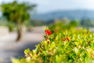 石垣島の花