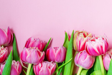 Pink tulips on a pink background. Flat lay, top view. Valentine background. Spring mood. Horizontal, copy space.