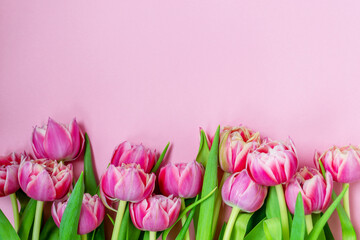 Fototapeta premium Pink tulips on a pink background. Flat lay, top view. Valentine background. Spring mood. Horizontal, copy space.