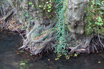 Roots of old tree in the forest
