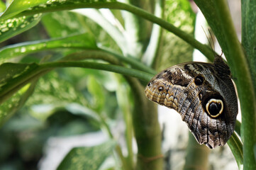 Butterfly on a flower, Amazon jungle, Peru, Ecuador