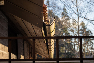 squirrel peeking from underneath a roof tile