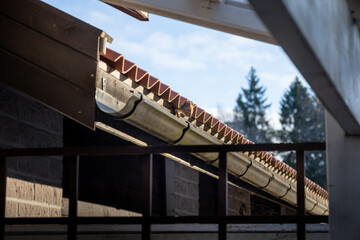 squirrel peeking from underneath a roof tile wide
