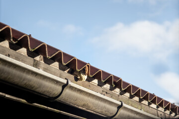 squirrel peeking from under the roof tiles with glass fiber insulation in mouth