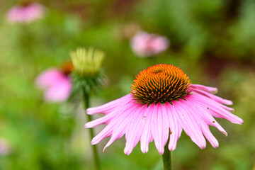 Close-up of a Purple Cone Flower on a soft green background