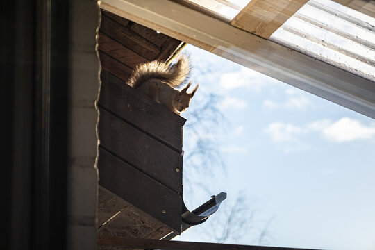 squirrel watching at camera on roof shot trough window