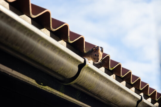 squirrel peeking from underneath a roof tile closeup