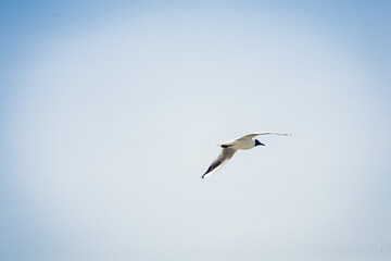 Seagull with black head in mid-flight with a blue sky background. 