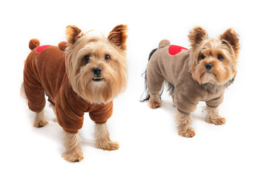 Cute yorkie terrier isolated on white