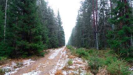 The road going through the coniferous forest in winter.