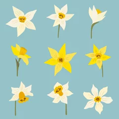 Abwaschbare Fototapete Set of spring flowers. White and yellow narcissus. Daffodil flower. Isolated vector illustration. Flat cartoon design. © LiaNanuk