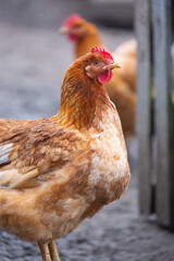 Close-up of a chicken roaming free in a courtyard on a farm in rural environment