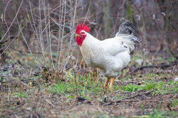 Big white rooster roaming free in a courtyard on a farm in rural environment