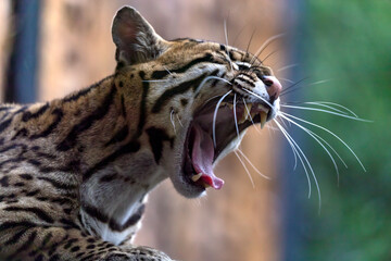close up of a Ocelot having a yawn showing mouth
