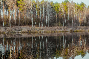 Reflection of trees in the water. Landscape. Deep waters of the blue lake surrounded by winter forest. Trees above the water