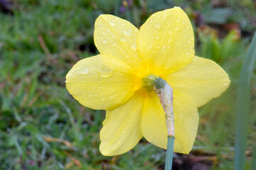 Yellow Star Daffodil 01