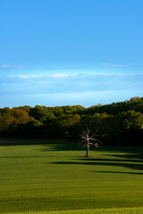 Landscape with treeline 