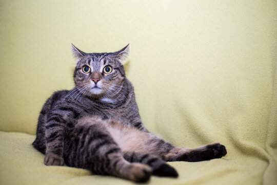 Funny cat on a couch