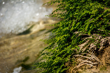 Fototapeta na wymiar Close up de helechos Filicopsida creciendo en piedra en un rio con la corriente de agua blanca dulce de fondo desenfocado 