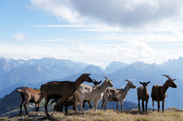 Young goats graze in the Alps, Carinthia, Austria