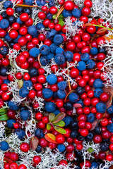 Autumn colors in the taiga and tundra of Finland, Europe