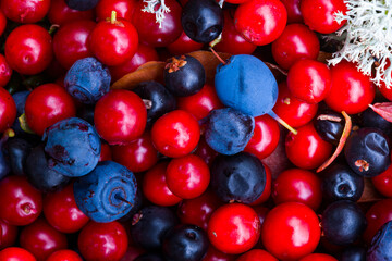 Finlandia. Frutos silvestres del bosque en la taiga finlandesa. Arandanos (bayas azules), Vaccinium vitis-idea (bayas rojas pequeñas). Empetrum nigrum (bayas pequeñas negras).