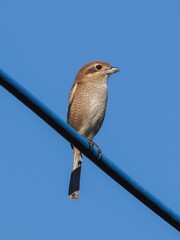 sparrow on a branch