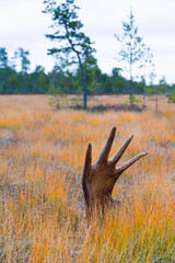 Alce en Otoño. Bosque de Taiga. Finlandia