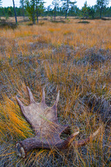 Alce en Otoño. Bosque de Taiga. Finlandia