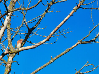 Bird in Fall Tree: An eastern bluebird perched on a branch of a bare tree on an autumn day with a bright blue sky in the background