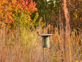 Bird on a Bird House: An eastern bluebirds sits on top of a bluebird nesting box on a beautiful fall day with autumn colored vegetation in the background