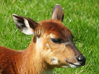 a full frame close up of the face of a baby banteng calf