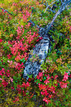 Arandano y sotobosque de la taiga en oto&ntilde;o. Finlandia