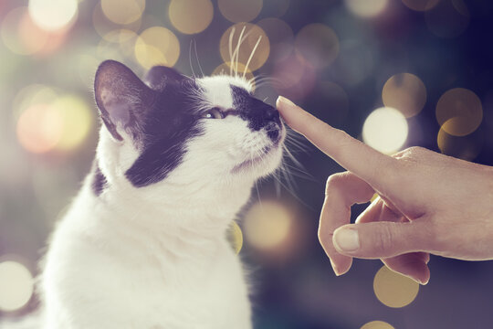 Cat nose boop in front of Christmas tree. Cute cat interacting with owner with pretty Christmas tree lights bokeh lights in the background. 