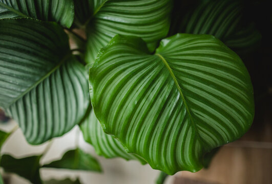 Calathea Orbifolia Plant Leaf Close Up