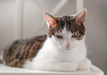 Angry and displeased Cat lying on white chair. Banner, pet concept. Funny Fat Cat Sitting