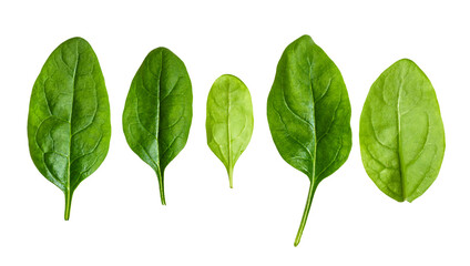 several fresh leaves of Spinach leafy vegetable cut out on white background - obrazy, fototapety, plakaty