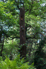 Fototapeta premium A tree with a hallow
