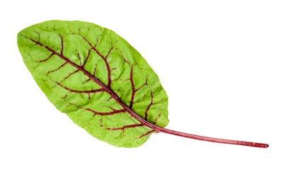 natural leaf of Chard leafy vegetable cut out on white background