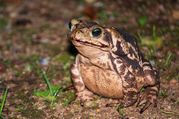 Rhinella marina, known as the Cane Toad, is a frog native to Central and South America. This one was photographed in São Paulo, Brazil.