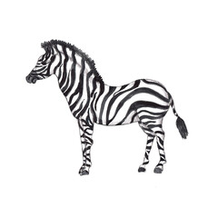 Fototapeta na wymiar Safari African animals watercolor icon isolated on white background