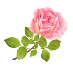 Rose pink  stem  on a white background watercolor vintage vector botanical illustration editable hand draw